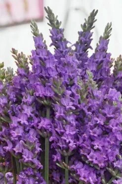 Sensational Lavender - 1 Gallon Pot -Cheap PLANTS Store lavender intermedia sensational 2