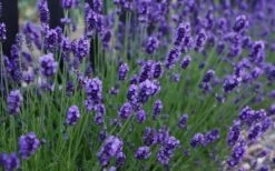 Sweet Romance English Lavender Plant - 1 Gallon Pot 15 Sweet Romance English Lavender Plant - 1 Gallon Pot -Cheap PLANTS Store lavendula angustifolia sweet romance lavender 3