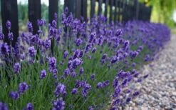 Sweet Romance English Lavender Plant - 1 Gallon Pot 14 Sweet Romance English Lavender Plant - 1 Gallon Pot -Cheap PLANTS Store lavendula angustifolia sweet romance lavender 4