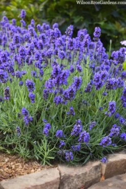 Sweet Romance English Lavender Plant - 1 Gallon Pot 19 Sweet Romance English Lavender Plant - 1 Gallon Pot -Cheap PLANTS Store lavendula angustifolia sweet romance lavender 6