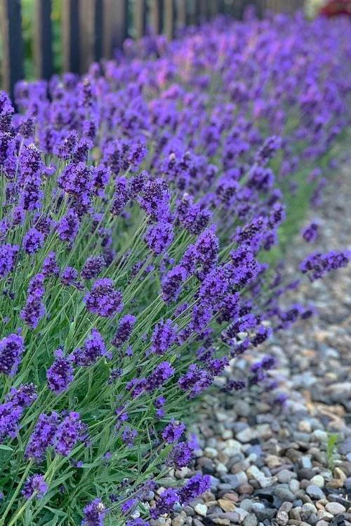 Sweet Romance English Lavender Plant - 1 Gallon Pot 3 Sweet Romance English Lavender Plant - 1 Gallon Pot