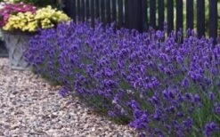 Sweet Romance English Lavender Plant - 1 Gallon Pot 17 Sweet Romance English Lavender Plant - 1 Gallon Pot -Cheap PLANTS Store lavendula angustifolia sweet romance lavender 8
