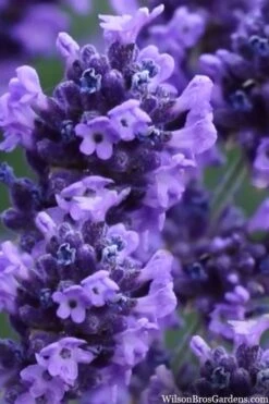 Sweet Romance English Lavender Plant - 1 Gallon Pot 18 Sweet Romance English Lavender Plant - 1 Gallon Pot -Cheap PLANTS Store lavendula angustifolia sweet romance lavender 9