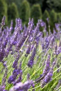 Grosso Lavender - 5 Pack Of Quart Pots -Cheap PLANTS Store lavendula intermedia grosso french lavender 2