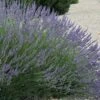 Grosso Lavender - 10" Patio Pot -Cheap PLANTS Store lavendula intermedia grosso french lavender 3 2