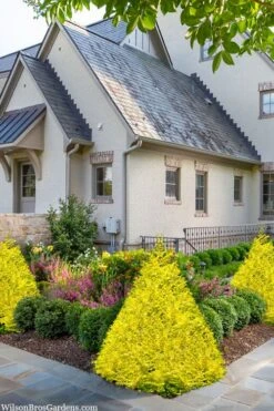 Sunshine Ligustrum - 1 Gallon Pot -Cheap PLANTS Store ligustrum sunshine 102 3