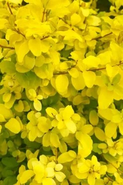 Sunshine Ligustrum - 3 Gallon Pot 16 Sunshine Ligustrum - 3 Gallon Pot -Cheap PLANTS Store ligustrum sunshine 108 2