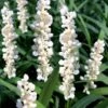 Monroe's White Liriope (Lilyturf) - 1 Gallon Pot -Cheap PLANTS Store liriope muscari monroes white lily turf 20