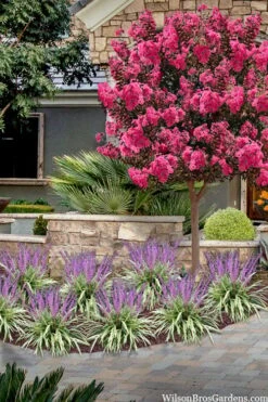 Variegated Liriope - Lilyturf - 72 Pack Of 3.5" Pint Pots -Cheap PLANTS Store liriope muscari variegata variegated liriope lilyturf 2 2