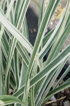 Silver Dragon Liriope - Lilyturf - 18 Count Flats Of Pint Pots -Cheap PLANTS Store liriope spicata silver dragon lilyturf 101 1