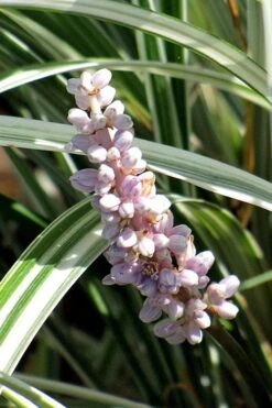 Silver Dragon Liriope - Lilyturf - 6 Pack Of Pint Pots -Cheap PLANTS Store liriope spicata silver dragon lilyturf 102