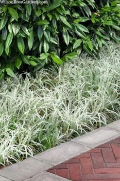 Silver Dragon Liriope - Lilyturf - 6 Pack Of Pint Pots -Cheap PLANTS Store liriope spicata silver dragon lilyturf 106