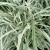 Silver Dragon Liriope - Lilyturf - 18 Count Flats Of Pint Pots -Cheap PLANTS Store liriope spicata silver dragon lilyturf 107 1