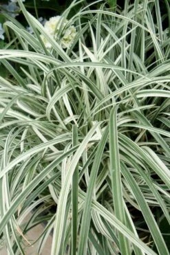 Silver Dragon Liriope - Lilyturf - 6 Pack Of Pint Pots