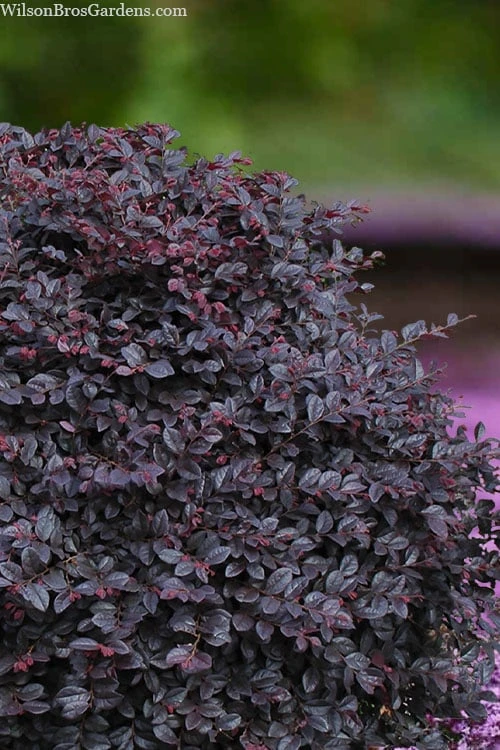 Cerise Charm Dwarf Loropetalum - 3 Gallon Pot 3 Cerise Charm Dwarf Loropetalum - 3 Gallon Pot