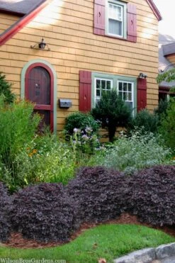 Cerise Charm Dwarf Loropetalum - 3 Gallon Pot 10 Cerise Charm Dwarf Loropetalum - 3 Gallon Pot -Cheap PLANTS Store loropetalum cerise charm 3 1