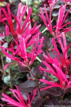 Cerise Charm Dwarf Loropetalum - 6 Pack Of 1 Gallon Pots 10 Cerise Charm Dwarf Loropetalum - 6 Pack Of 1 Gallon Pots -Cheap PLANTS Store loropetalum cerise charm 4 2
