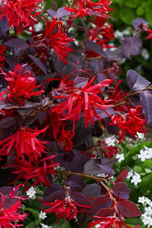 Ever Red Loropetalum (Chinese Fringeflower) - 2 Gallon Pot 3 Ever Red Loropetalum (Chinese Fringeflower) - 2 Gallon Pot