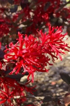 Ever Red Loropetalum (Chinese Fringeflower) - 2 Gallon Pot 11 Ever Red Loropetalum (Chinese Fringeflower) - 2 Gallon Pot -Cheap PLANTS Store loropetalum ever red 21
