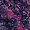 Purple Daydream Dwarf Loropetalum - 2 Gallon Pot