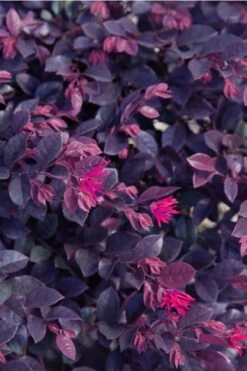 Purple Daydream Dwarf Loropetalum - 2 Gallon Pot