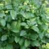 Orange Mint Plant - 4 Pack Of Quart Pots -Cheap PLANTS Store mentha piperita citrata orange mint 1