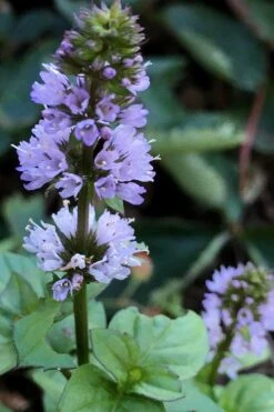 Orange Mint Plant - 4 Pack Of Quart Pots 9 Orange Mint Plant - 4 Pack Of Quart Pots -Cheap PLANTS Store mentha piperita citrata orange mint 5