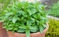 The Best Spearmint (Mentha Spicata 'Mint The Best)) - 6 Pack Of Pint Pots -Cheap PLANTS Store mentha spicata mint the best spearmint 2