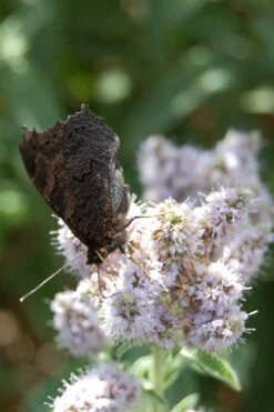 Mojito Mint Plant - 6 Pack Of Pint Pots -Cheap PLANTS Store mentha x villosa mojito mint 4