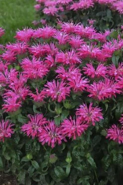 Electric Neon Pink Bee Balm (Monarda) - 1 Gallon Pot -Cheap PLANTS Store monarda electric neon pink bee balm 1