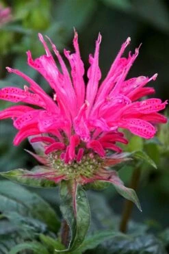 Electric Neon Pink Bee Balm (Monarda) - 1 Gallon Pot -Cheap PLANTS Store monarda electric neon pink bee balm 6