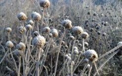 Wild Bergamot Bee Balm (Monarda Fistulosa) - 5 Pack Of Quart Pots -Cheap PLANTS Store monarda fistulosa wild bergamont bee balm 15 2