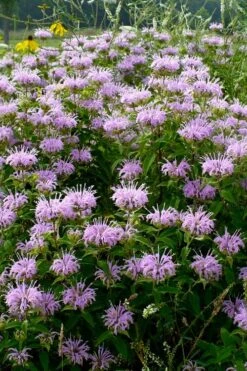 Wild Bergamot Bee Balm (Monarda Fistulosa) - 1 Gallon Pot -Cheap PLANTS Store monarda fistulosa wild bergamont bee balm 16