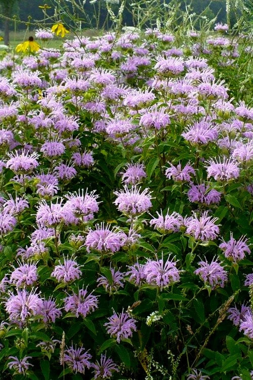 Wild Bergamot Bee Balm (Monarda Fistulosa) - 8 Pack Of 1 Gallon Pots 6 Wild Bergamot Bee Balm (Monarda Fistulosa) - 8 Pack Of 1 Gallon Pots - Image 4