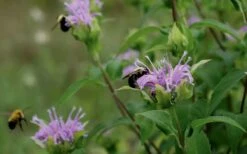 Wild Bergamot Bee Balm (Monarda Fistulosa) - 8 Pack Of 1 Gallon Pots 15 Wild Bergamot Bee Balm (Monarda Fistulosa) - 8 Pack Of 1 Gallon Pots -Cheap PLANTS Store monarda fistulosa wild bergamont bee balm 17 3