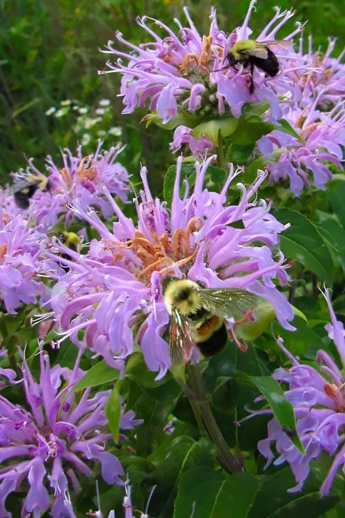 Wild Bergamot Bee Balm (Monarda Fistulosa) - 6 Pack Of 1 Gallon Pots 3 Wild Bergamot Bee Balm (Monarda Fistulosa) - 6 Pack Of 1 Gallon Pots