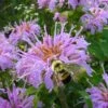 Wild Bergamot Bee Balm (Monarda Fistulosa) - 1 Gallon Pot 2 Wild Bergamot Bee Balm (Monarda Fistulosa) - 1 Gallon Pot -Cheap PLANTS Store monarda fistulosa wild bergamont bee balm 18