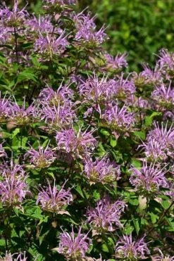 Wild Bergamot Bee Balm (Monarda Fistulosa) - 1 Gallon Pot -Cheap PLANTS Store monarda fistulosa wild bergamont bee balm 5