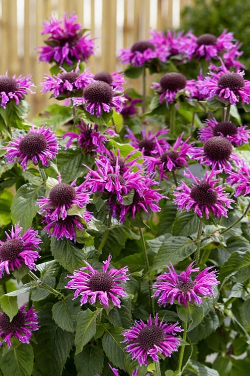 Bee-You Bee Free Bee Balm (Monarda) - 1 Gallon Pot 8 Bee-You Bee Free Bee Balm (Monarda) - 1 Gallon Pot - Image 6