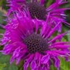 Bee-You Bee Free Bee Balm (Monarda) - 1 Gallon Pot -Cheap PLANTS Store monarda hybrid bee free bee balm 8