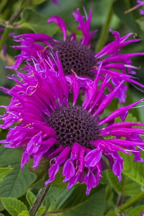 Bee-You Bee Free Bee Balm (Monarda) - 1 Gallon Pot 3 Bee-You Bee Free Bee Balm (Monarda) - 1 Gallon Pot