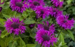 Bee-You Bee Free Bee Balm (Monarda) - 1 Gallon Pot 11 Bee-You Bee Free Bee Balm (Monarda) - 1 Gallon Pot -Cheap PLANTS Store monarda hybrid bee free bee balm 9