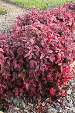 Blush Pink Nandina - 3 Gallon Pot -Cheap PLANTS Store nandina blush pink 2 500x750 1