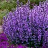 Cats Pajamas Catmint - 1 Gallon Pot -Cheap PLANTS Store nepeta cats pajamas catmint 22