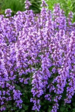 Cats Pajamas Catmint - 1 Gallon Pot -Cheap PLANTS Store nepeta cats pajamas catmint 3