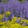 Summer Magic Catmint (Nepeta Grandiflora) - 1 Gallon Pot -Cheap PLANTS Store nepeta grandiflora summer magic catmint 2 1