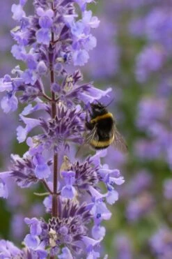 Summer Magic Catmint (Nepeta Grandiflora) - 6 Pack Of 1 Gallon Pots -Cheap PLANTS Store nepeta grandiflora summer magic catmint 4