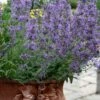 Little Trudy Catmint - 5 Pack Of Quart Pots -Cheap PLANTS Store nepeta little trudy catmint 11