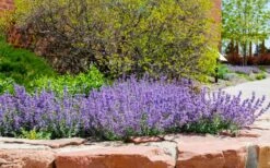 Little Trudy Catmint - 5 Pack Of Quart Pots -Cheap PLANTS Store nepeta little trudy catmint 8