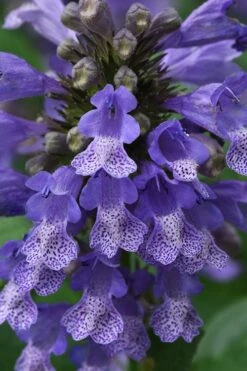 Blue Prelude Catmint (Nepeta) - 1 Gallon Pot 11 Blue Prelude Catmint (Nepeta) - 1 Gallon Pot -Cheap PLANTS Store nepeta prelude blue catmint 1